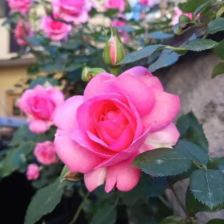 아파트 Il Cortile Di Mamma Mia Pisano