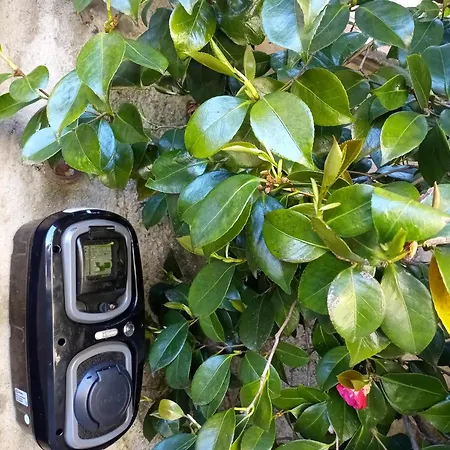 Il Cortile Di Mamma Mia Pisano