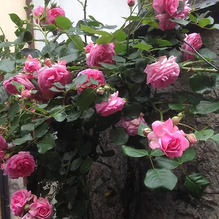 Il Cortile Di Mamma Mia 아파트 *