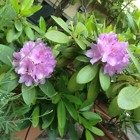 Appartamento Il Cortile di Mamma Mia *