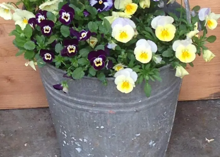 Il Cortile di Mamma Mia Pisano