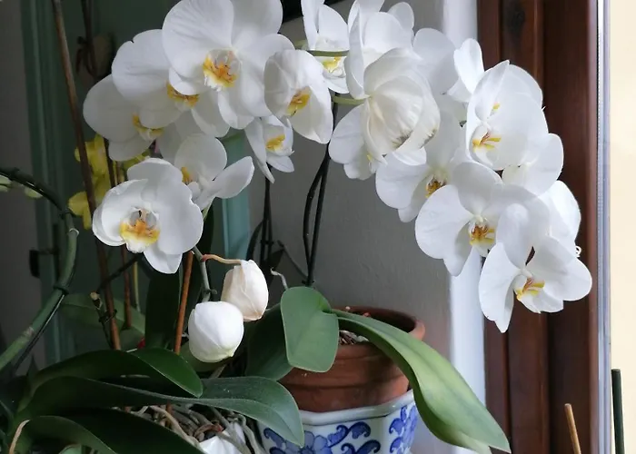 Il Cortile di Mamma Mia Appartamento Pisano